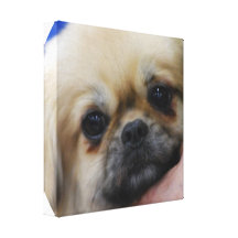 Tibetanischer Spaniel-Leinwand-Druck Galerie Faltleinwand
