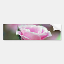 Tickled rosa Rose und Bedeutung Autoaufkleber