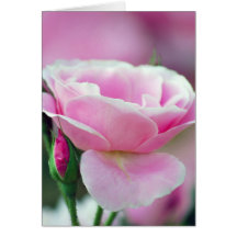 Tickled rosa Rose und Bedeutung Grußkarten