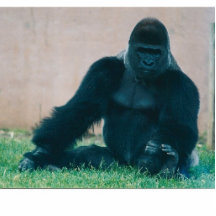 TIEFLAND-GORILLA-FOTO-SKULPTUR ACRYLAUSSCHNITT