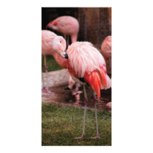 Tier - Flamingo-Hotel - der Flamingo Foto Grußkarte