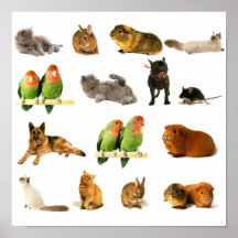 Tiere Plakatdruck