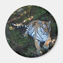 Tiger-China-Doll-b-5 Kühlschrankmagnete