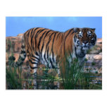 Tiger, der den Fluss schützt Postkarte