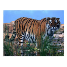 Tiger, der den Fluss schützt Postkarte