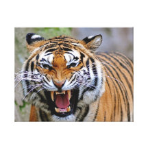 Tiger eingewickelte Leinwand Leinwand Druck