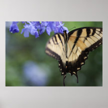 Tiger-Frack-Schmetterling auf Leinwand-Druck Plakatdrucke