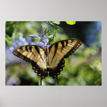 Tiger-Frack-Schmetterling auf Leinwand-Druck Plakatdrucke