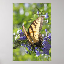 Tiger-Frack-Schmetterlings-Natur-Plakat