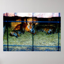 Tiger in der Zoo-Fotografie Posterdrucke