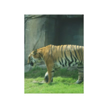 Tiger Leinwand Druck