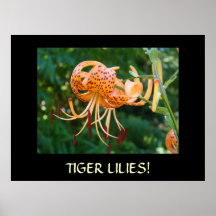 TIGER-LILIEN gerahmte Kunst GESCHENK Hauptgärtner- Poster