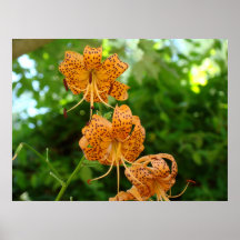 TIGER-LILIEN-KUNST DRUCKT Frameed Grafik-Lilien Plakatdruck