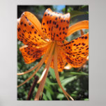 Tiger-Lilien-Plakat-Druck