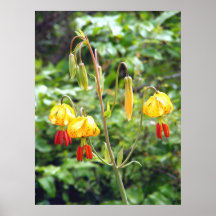 Tiger Lillies, V Plakatdrucke
