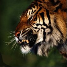 Tiger-nahes Haupthohes Acryl Ausschnitte