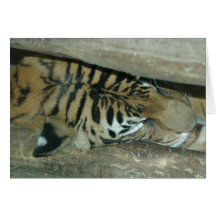 Tiger-Nickerchen Karten