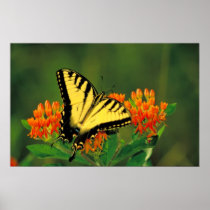 Tiger Swallowtail auf Schmetterlings-Unkraut-Plaka poster
