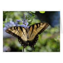 Tiger Swallowtail Schmetterlings-Karte