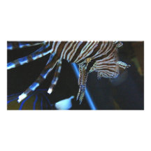 TigerFish Foto Grußkarte