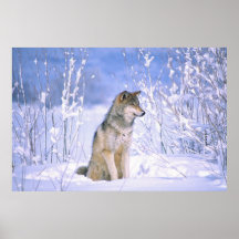 Timberwolf, der im Schnee sitzt, Canis Lupus, Plakate