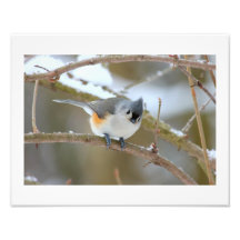 Titmouse Fotos