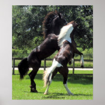 TopHatFriesians.com Plakat