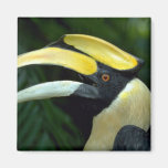 Toucan, Vogel-Park, Jurong, Singapur Kühlschrankmagnet