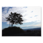 Tree Silhouette Photo Art