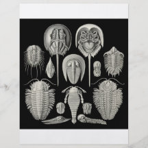 Trilobite! Flyerdesign