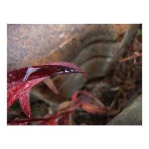 Trio der Diamant-Tropfen Photographischer Druck