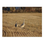 Trio der Kräne Postkarte