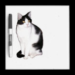 Trockenes Löschen-Brett der Katzen-12 memoboards