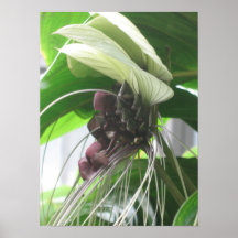 Tropische Pflanzen-Plakat-Drucke