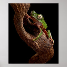 tropischer Baumfrosch Poster