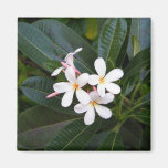 Tropisches Hawaii weiß, rosa, gelb, Plumeria Kühlschrankmagnet