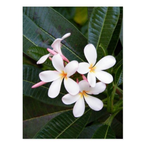 Tropisches Hawaii weiß, rosa, gelb, Plumeria Postkarte