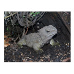 Tuatara Postkarte