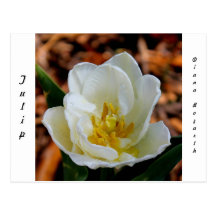 Tulip Post Card