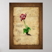Tulip (Semper Augustus) Plaat
