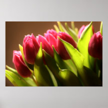 Tulips Plakate