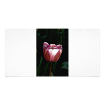 Tulpe Bild Karte