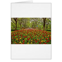 Tulpe-Central Park NYC Grußkarte