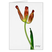"Tulpe" durch J. Maya Luz Grußkarte