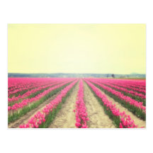 Tulpe-Felder Postkarte