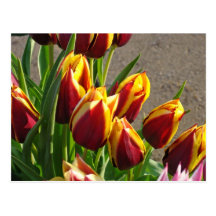 Tulpe-Garten-Blumenpostkarten Gelb-Rot-Tulpen