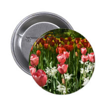 Tulpe-Garten DSC0855 Button