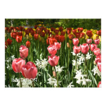Tulpe-Garten DSC0855 Individuelle Ankündigungen