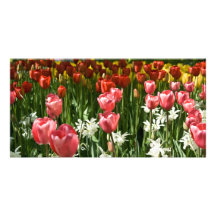 Tulpe-Garten DSC0855 Photokartenvorlagen