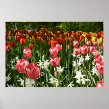 Tulpe-Garten DSC0855 Posterdrucke